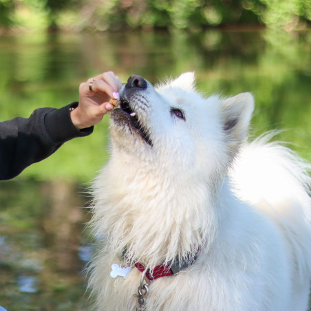 Tendres bouchées "éducation" chien 100g - Marly & Dan