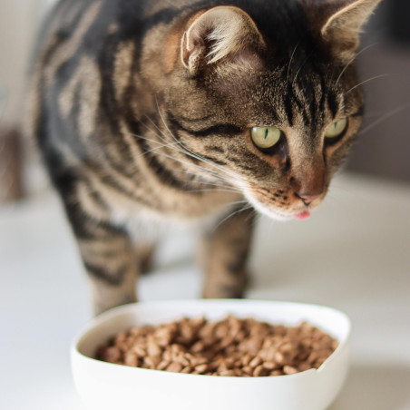 Croquettes Essentielle chat stérilisé saumon - 400g