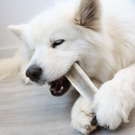 Bois de cerf tranché - taille M