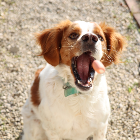 Gourmandises Mini Fourrés - 4,5 Kg