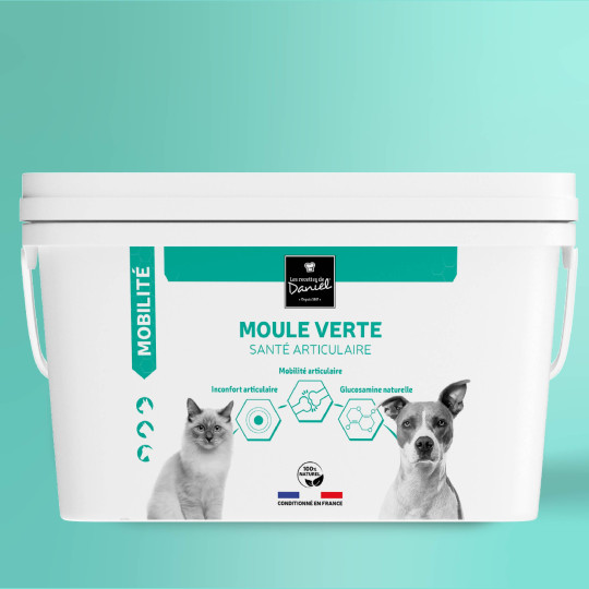 Moule verte - 2,8 kg