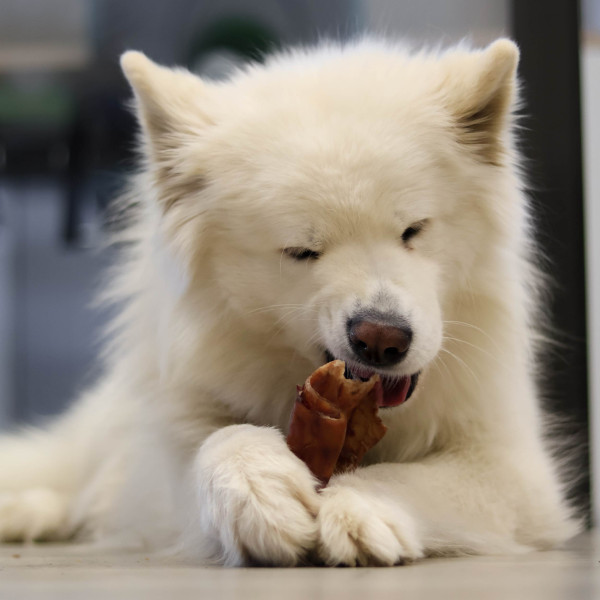 Oreilles de porc X50