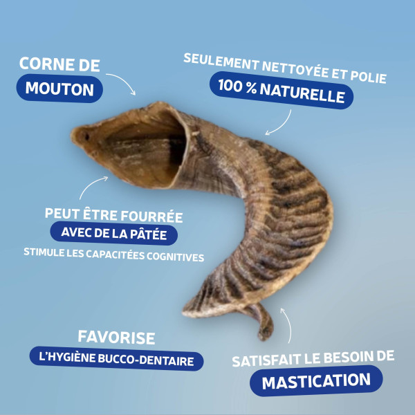 Corne de mouton S