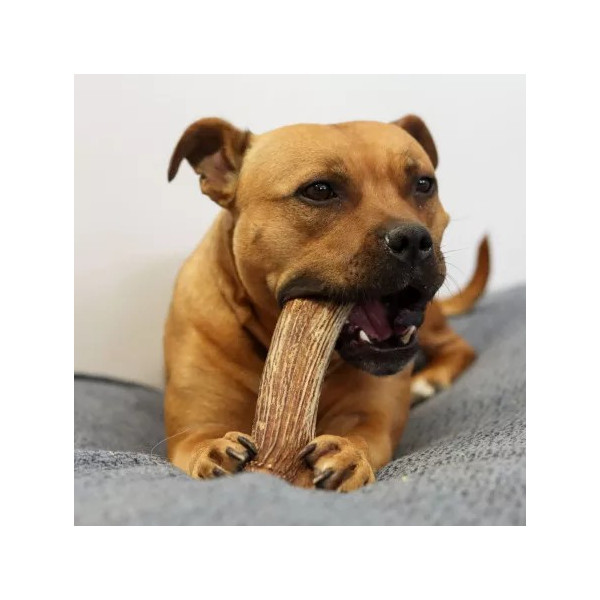 Bois de cerf entier - Grand chien - Taille XL