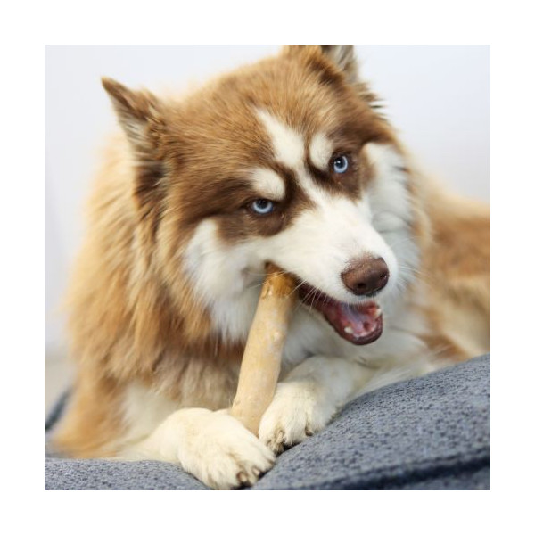 Bois de caféier - taille XL