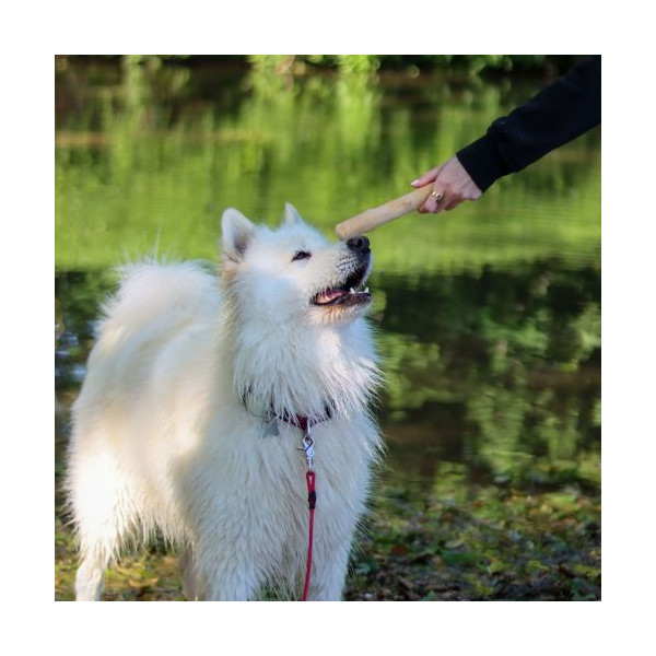 Bois de caféier - taille L