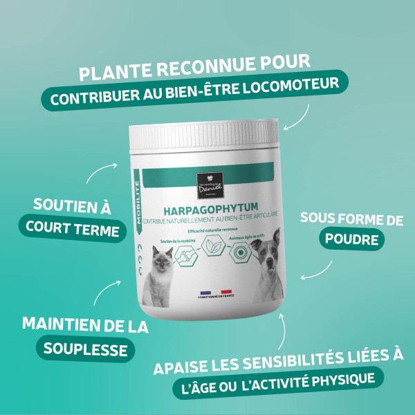 Harpagophytum : caractéristiques