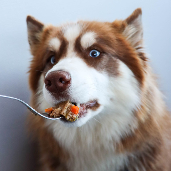 Terrine de volaille & légumes 400g - Humide "Petite balade"