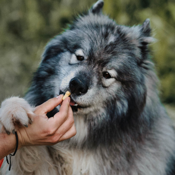 Gourmandises Éducation - 4,5 Kg