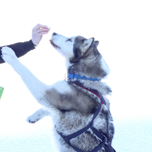 Gourmandises Os Fourrés - 4,5 Kg