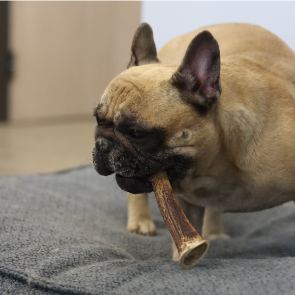 Bois de cerf entier pour chien – Tailles L