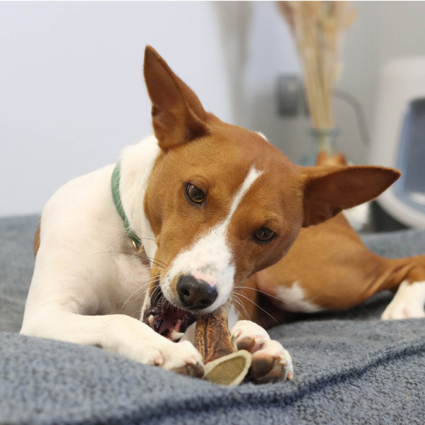 Bois de cerf entier pour chien – Tailles M