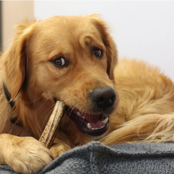 Bois de cerf entier pour chien – Tailles XL