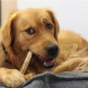 Bois de cerf entier pour chien – Tailles XL