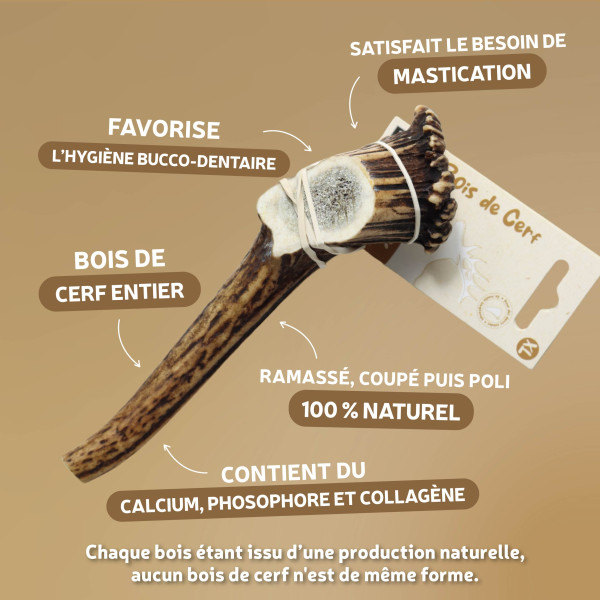 Bois de cerf entier pour chien