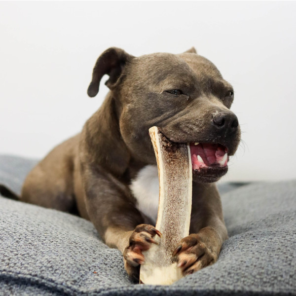 Bois de cerf tranché naturel pour chien