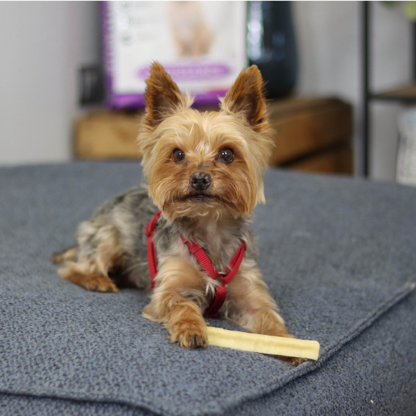 Fromage séché nature pour chien