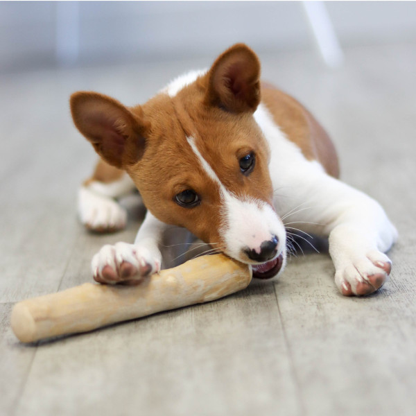 Bois de caféier pour chien