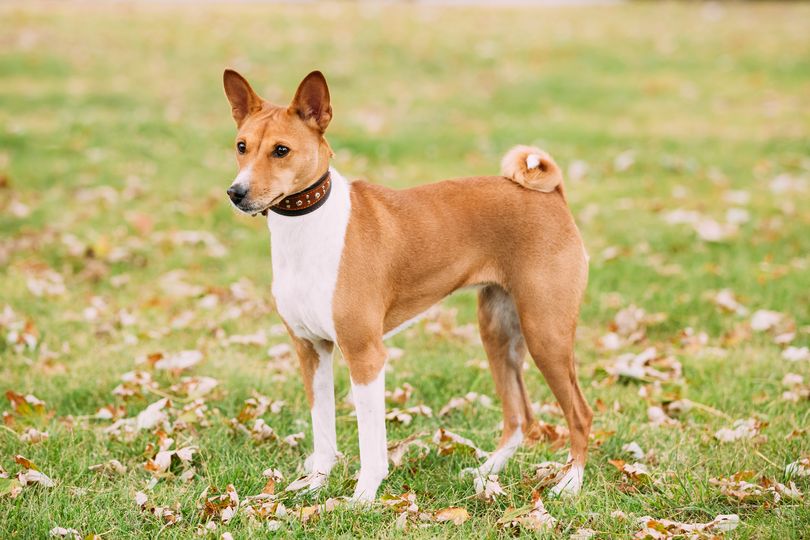 Chien : découvrez 11 races de taille moyenne