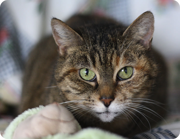 Soutenir les associations de protection animale