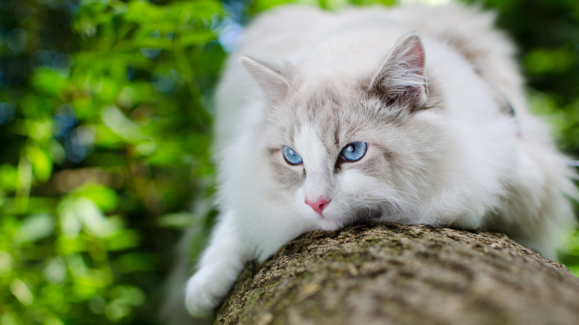 Terre de Diatomée  Chat Vie et Santé