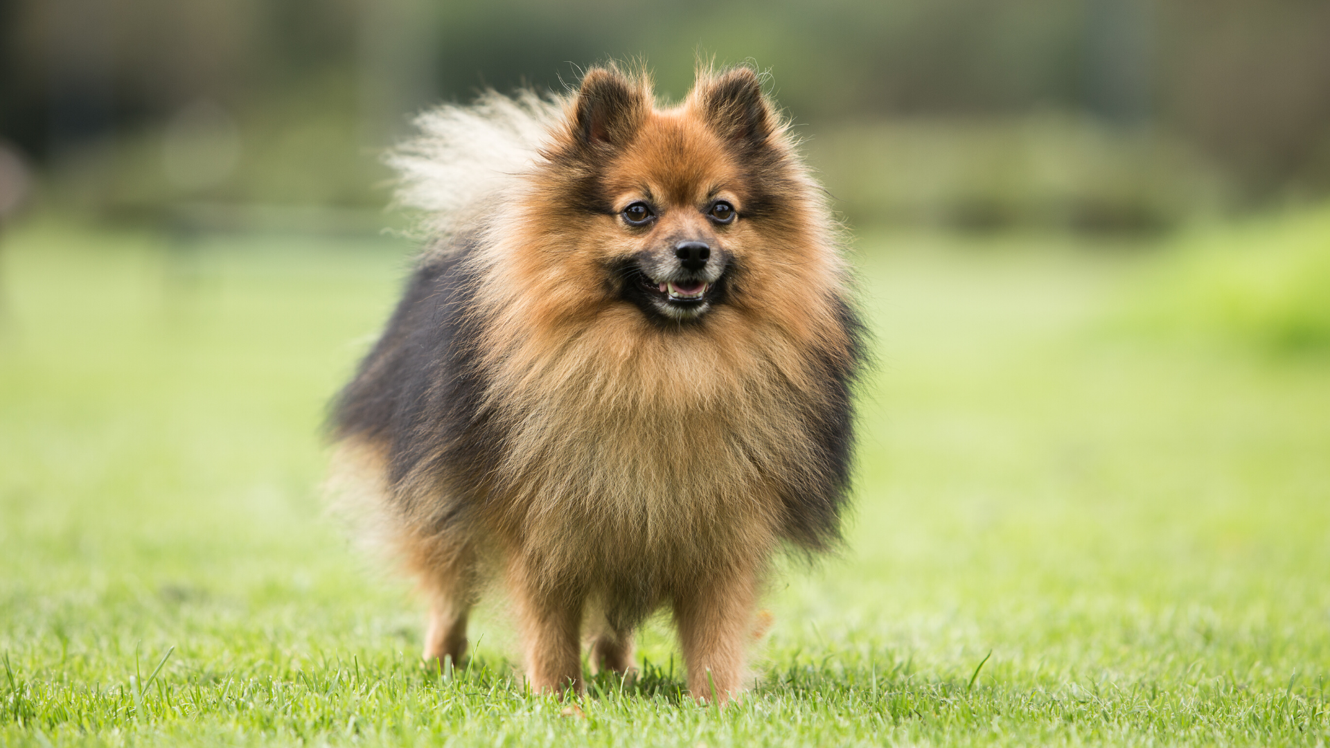 Le Spitz Allemand : caractère, qualités & défauts de ce chien