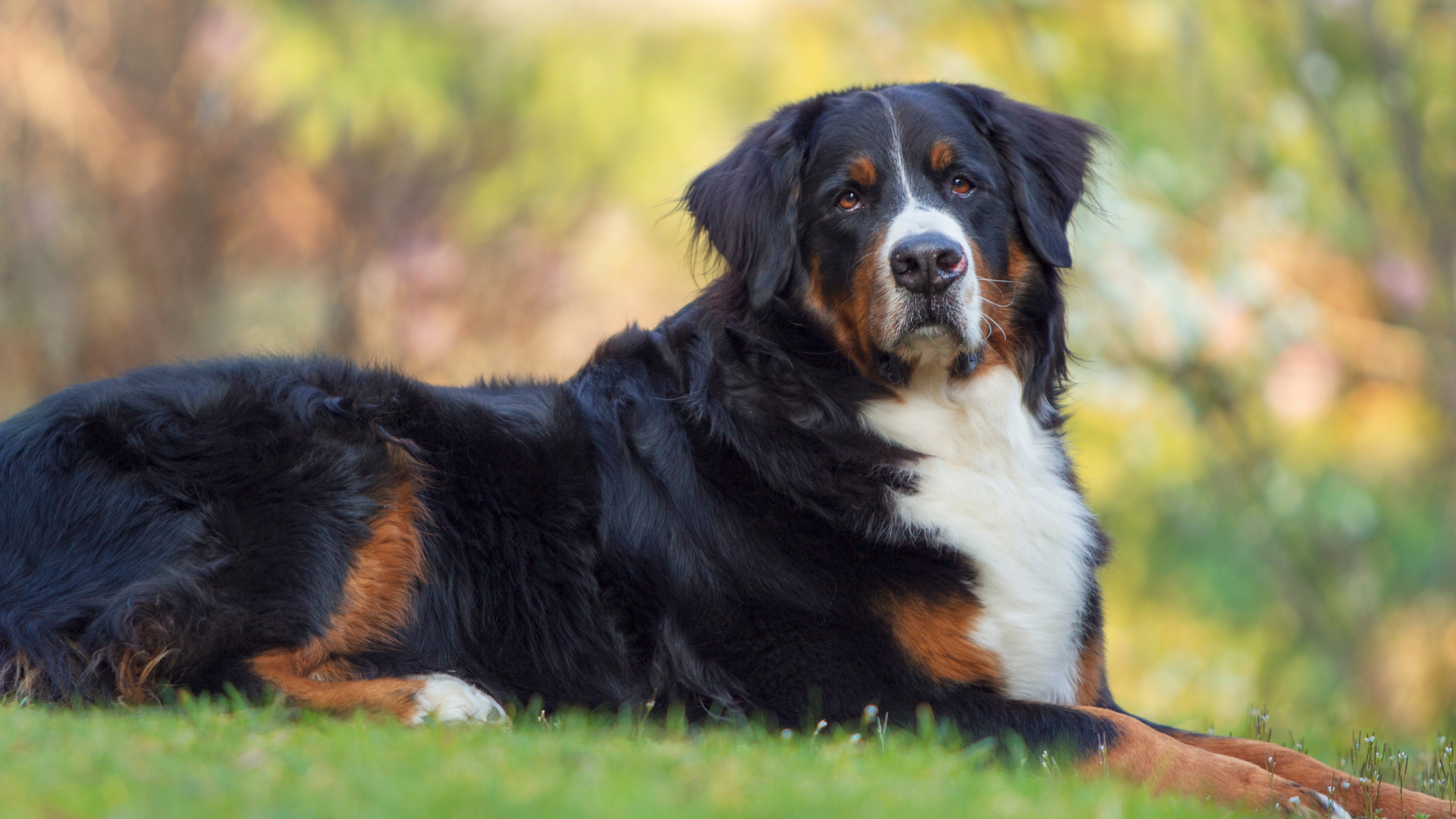 Chien Bouvier bernois