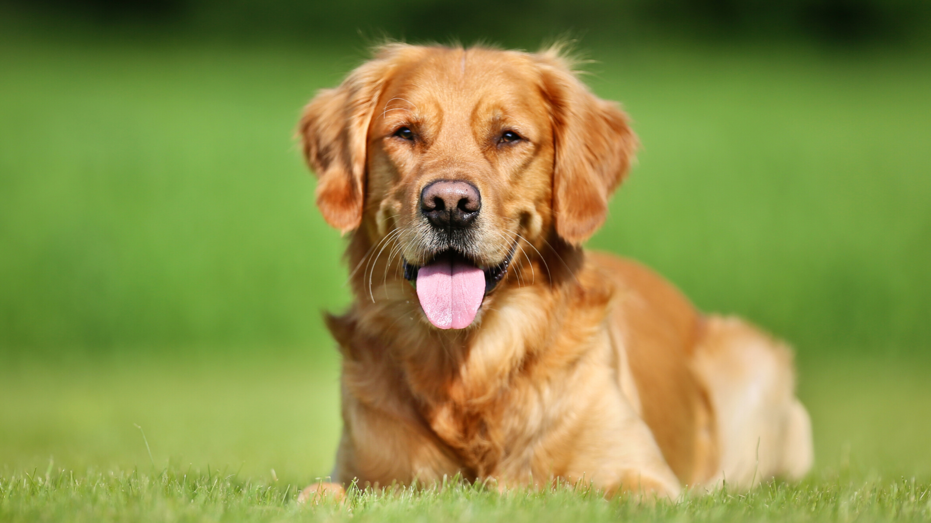 Golden Retriever : croquettes, histoire - Les Recettes de Daniel