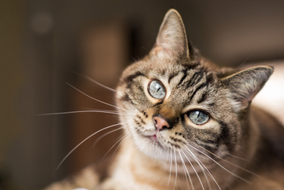 Une famille retrouve son chat 12 ans après sa disparition