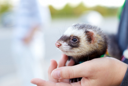 Comment bien respecter les besoins de son furet
