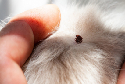 Voici comment protéger naturellement ses animaux contre les tiques