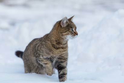Ce chat perdu suit 2 skieurs à plus de 3000m d’altitude !