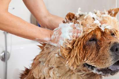 Laver son chien : Quelle fréquence, quel shampoing ? On vous dit tout
