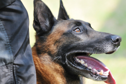 Un chien volé retrouve son propriétaire 9 mois plus tard