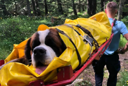Des gendarmes sauvent un Saint-Bernard de 75KG tombé dans un trou