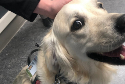 Embauché par un hôpital, ce chien aide les soignants à garder le moral