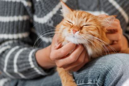 LES CHATS NOUS CONSIDÈRENT COMME LEURS PARENTS