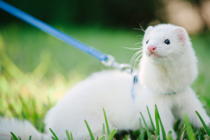 UN FURET FAIT LE TOUR DE L’EUROPE AVEC SON PROPRIÉTAIRE