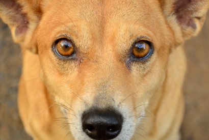 Non les chiens ne voient pas en noir et blanc !
