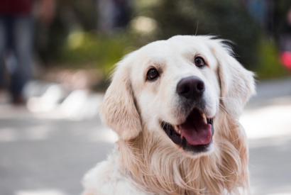 Cette méthode précise révèle l'âge humain de nos animaux !