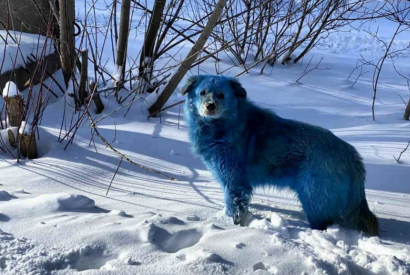 Russie : Des chiens errants deviennent bleus à cause d'une étrange pollution