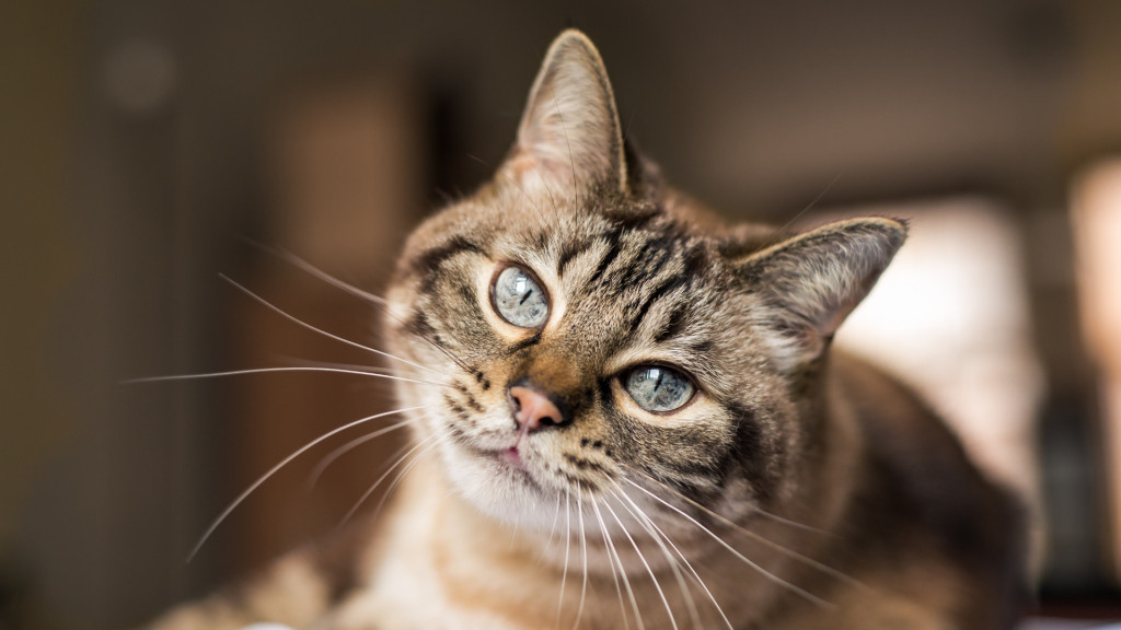 Une famille retrouve son chat 12 ans après sa disparition
