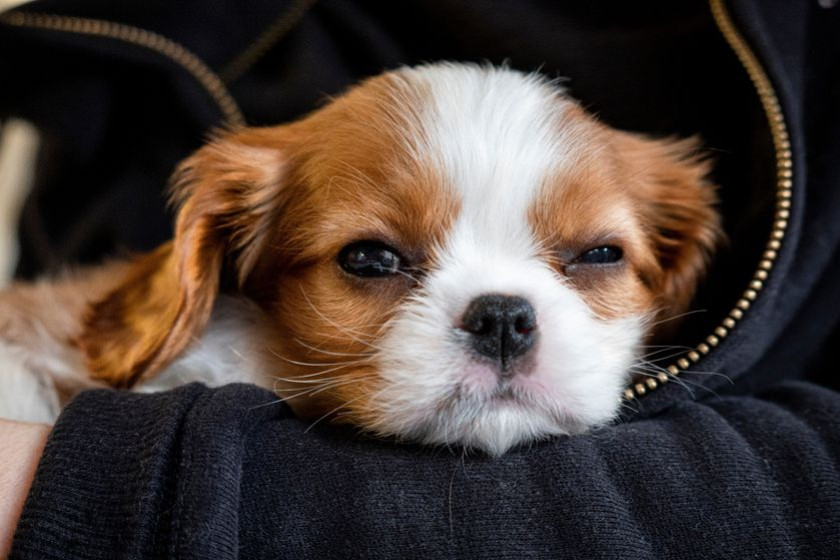 Tout ce que vous devez savoir avant d'adopter un Cavalier King Charles