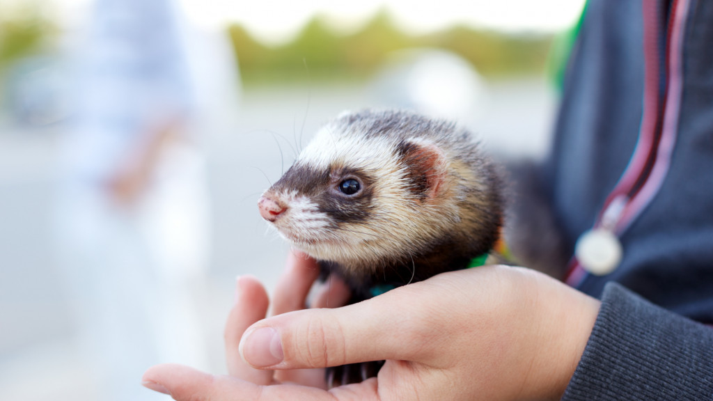 Adopter un furet : 6 choses à savoir avant de vous lancer