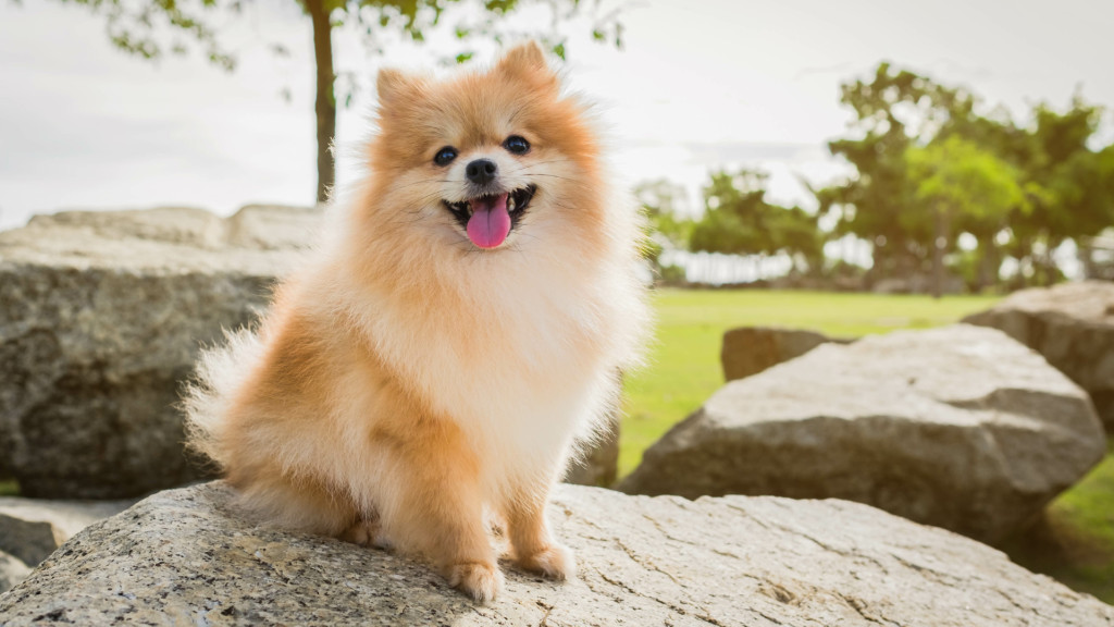 Comment prendre soin d'un Spitz Nain ?