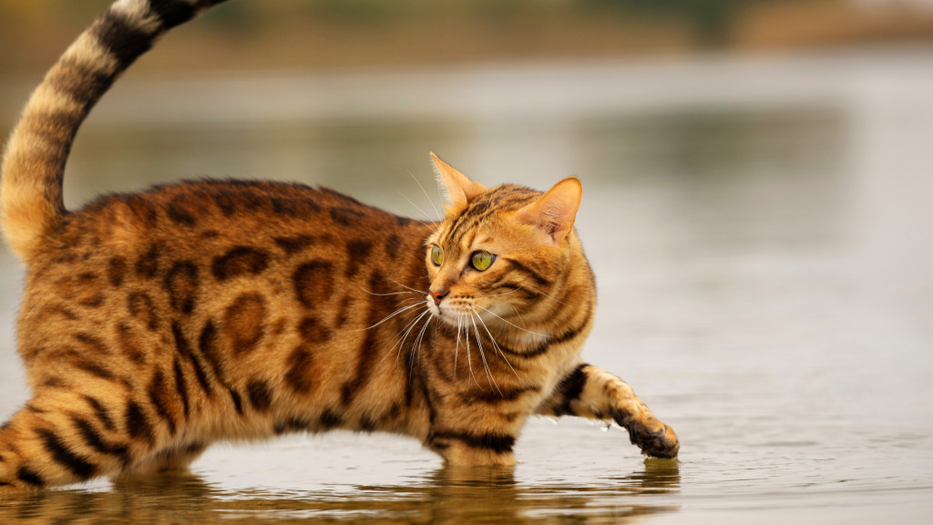 Top 3 des races de chats qui aiment l'eau