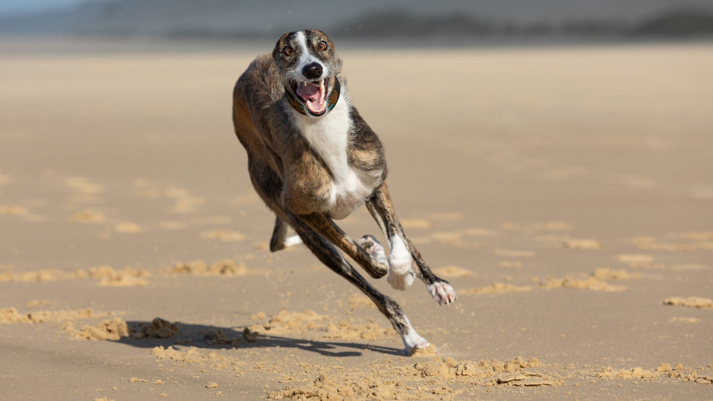 Top 8 des chiens les plus rapides