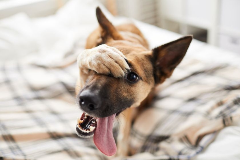 Que fait votre chien lorsque vous n’êtes pas là ?