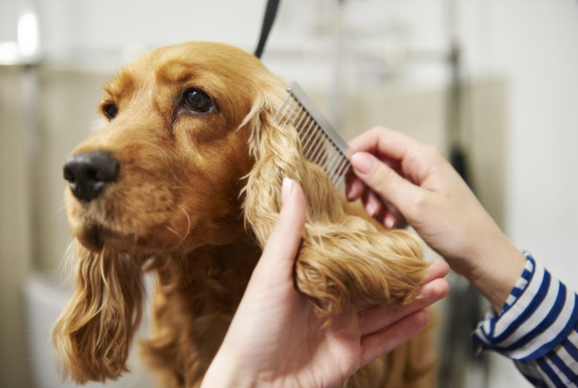 Cocker : tout ce qu'il faut savoir sur la race avant d'en adopter un