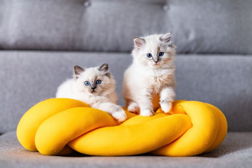 Nom de chat en 2025 : c’est l’année du A, découvrez nos meilleures suggestions